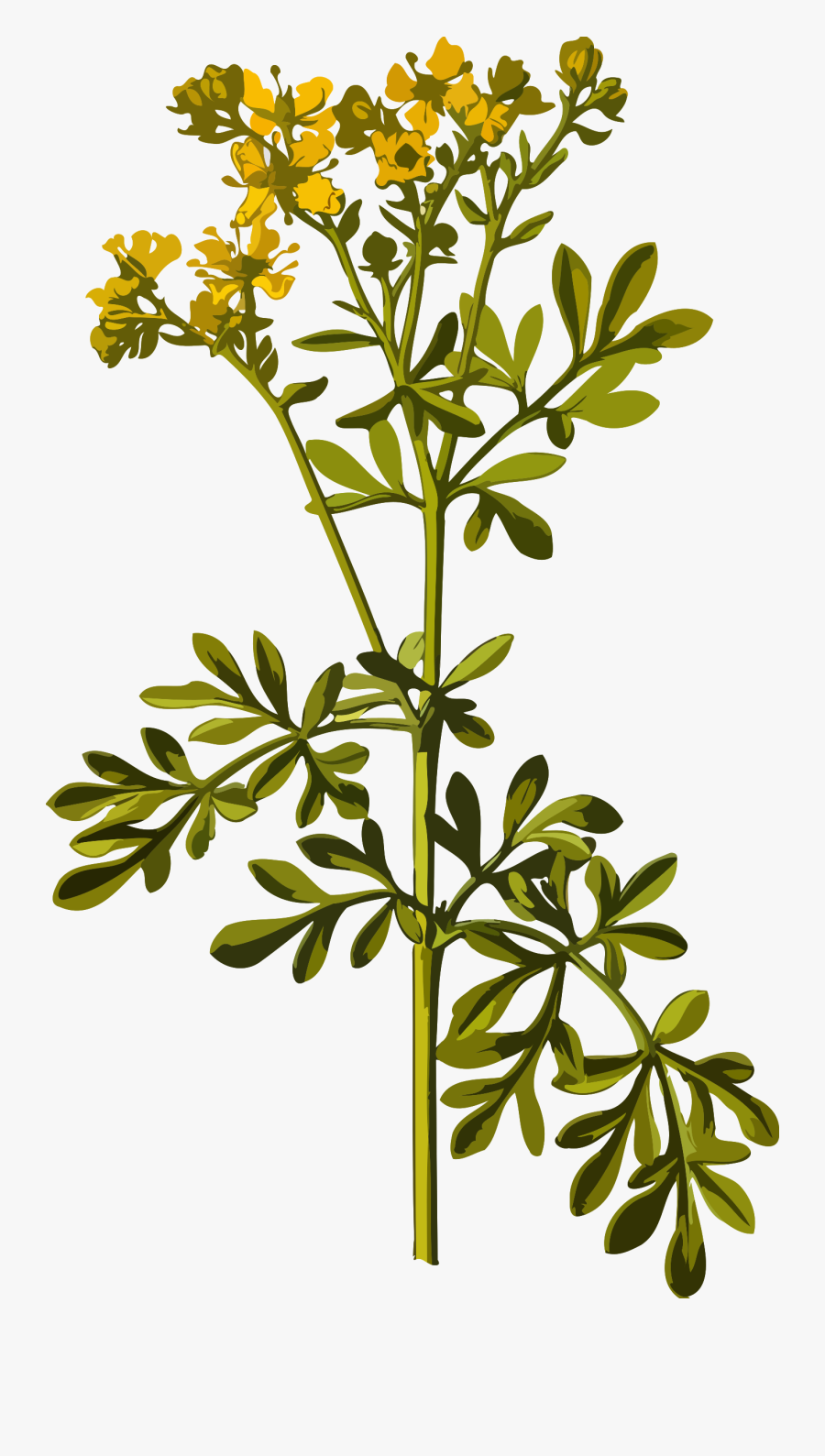 Clip Art Common Rue Low Resolution - Rue Flower, Transparent Clipart
