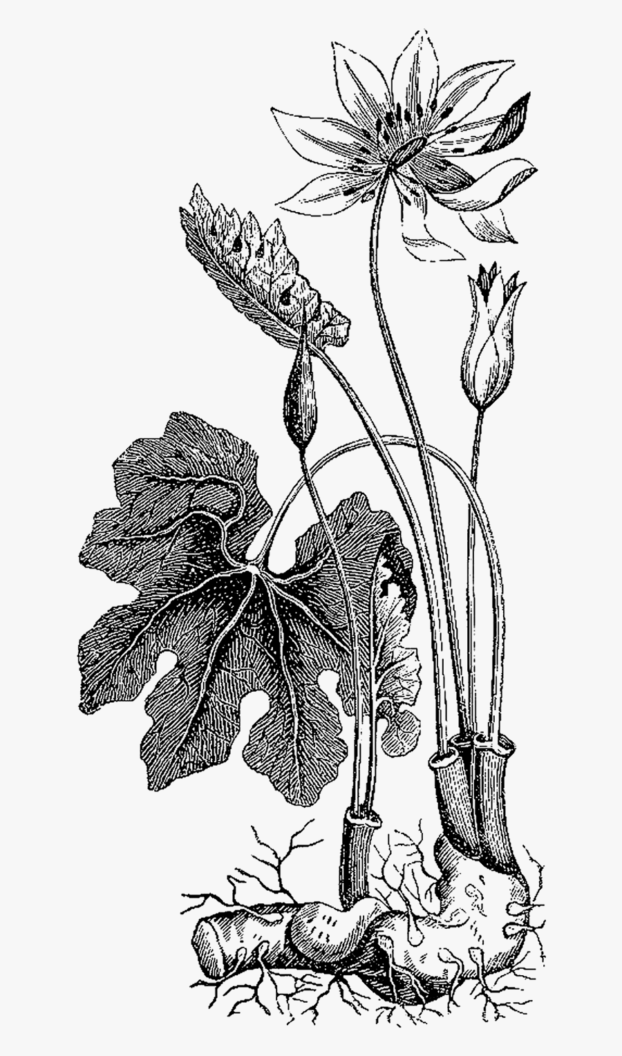 Stamp Of Approval Dashs Clipart - Herbs Vintage Png, Transparent Clipart