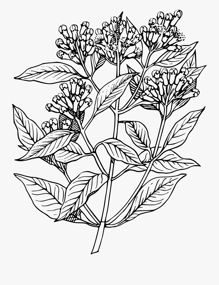 Freeuse Download Apple Mint Herb Clip - Mint Plant Drawing, Transparent Clipart