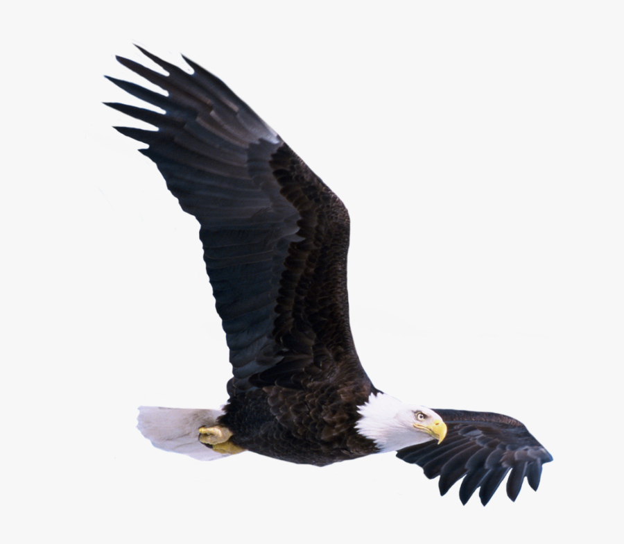#eagle #fly #bird #america #baldeagle - Eagle Png, Transparent Clipart
