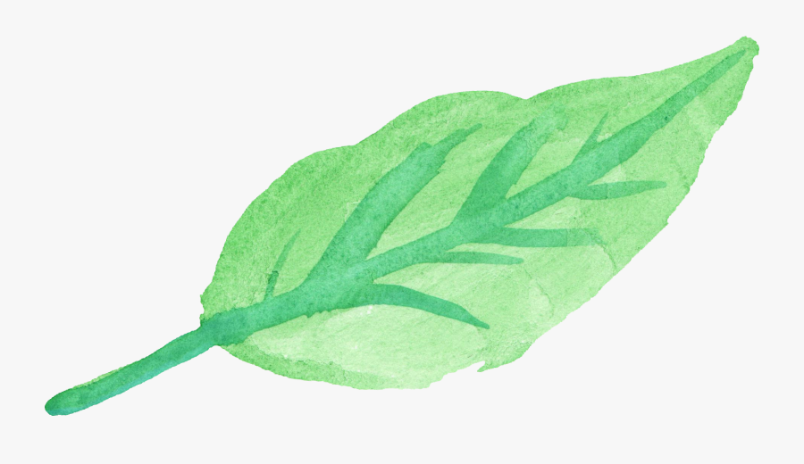 Spinach Clipart Basil Leaf - Leaf Water Color Png, Transparent Clipart