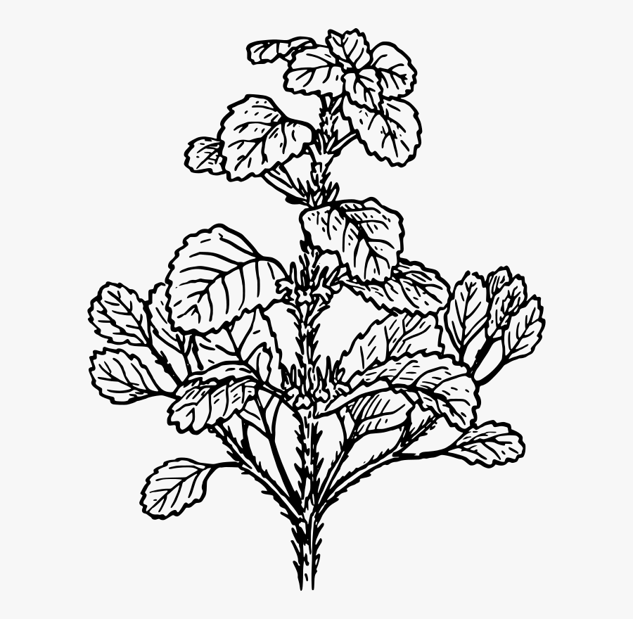 Art,symmetry,monochrome Photography - Herbs Black And White, Transparent Clipart