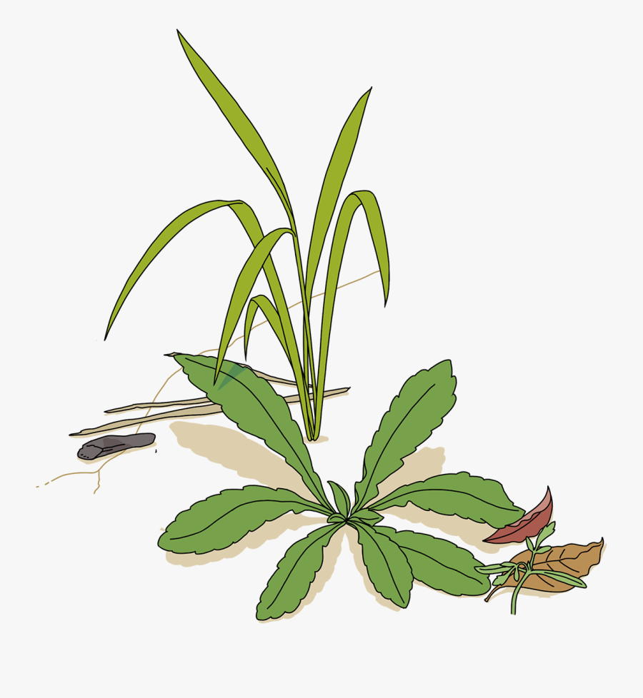 Introduction Work-style Reforms - サイボウズ アリキリ, Transparent Clipart