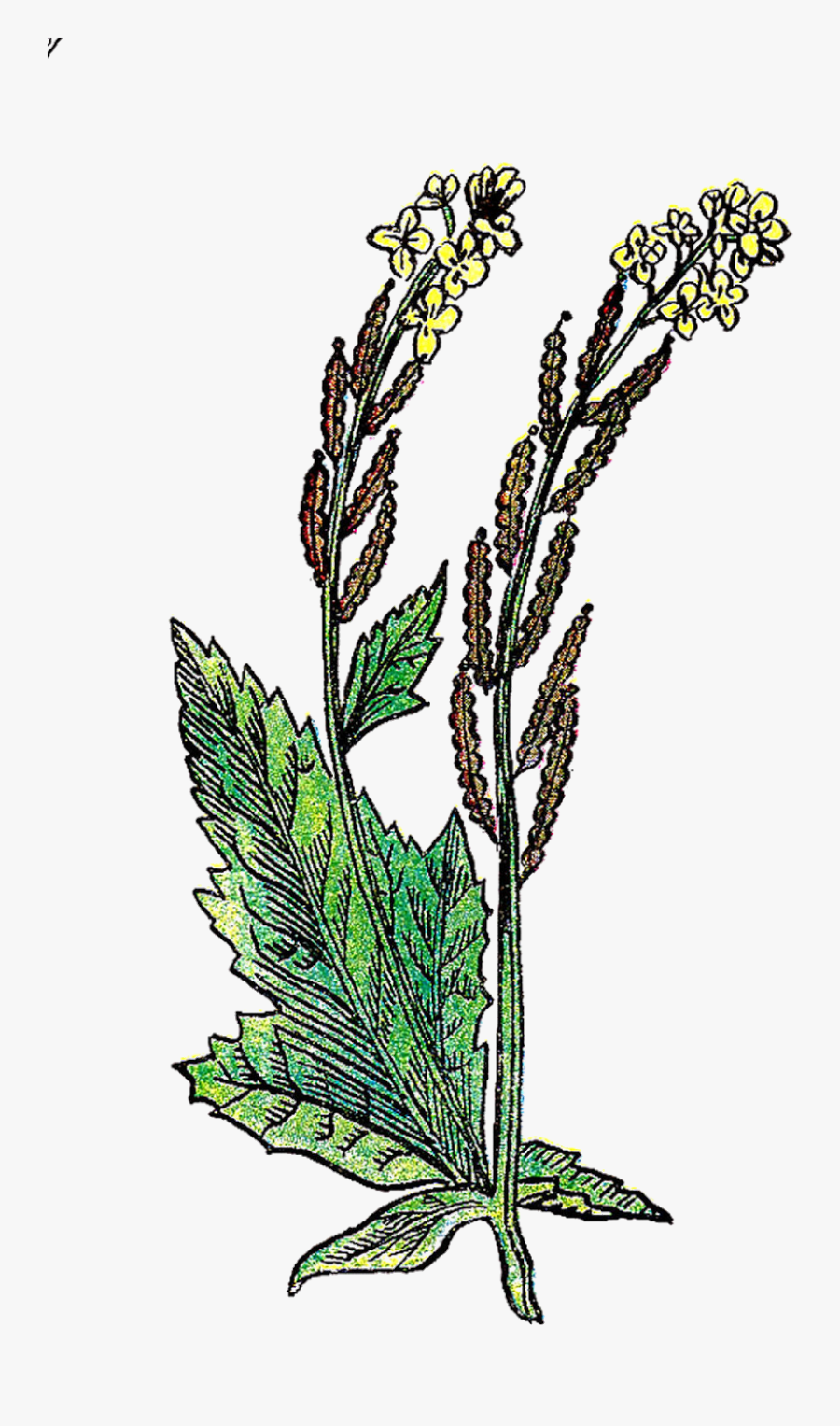 Herb Clipart, Transparent Clipart