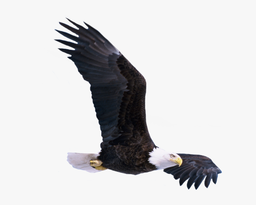 Eagle Png, Transparent Clipart
