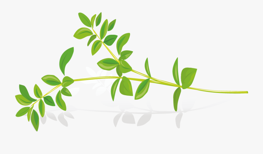 Graphic Library Library Pickled Cucumber Leaf Clip - Herbal Plant Vector, Transparent Clipart