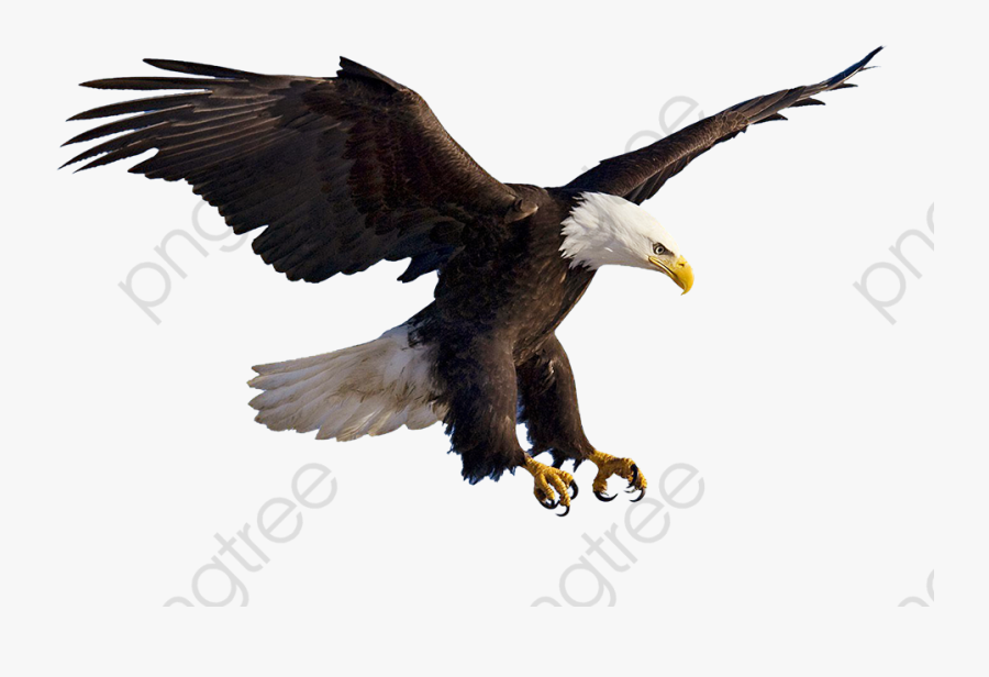 Flying Eagles - Eagle Png, Transparent Clipart