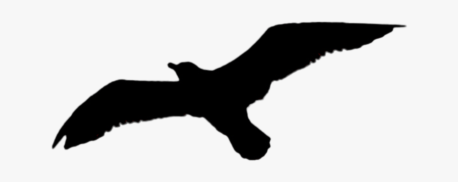 Clip Art Bird Soaring - Buzzard, Transparent Clipart
