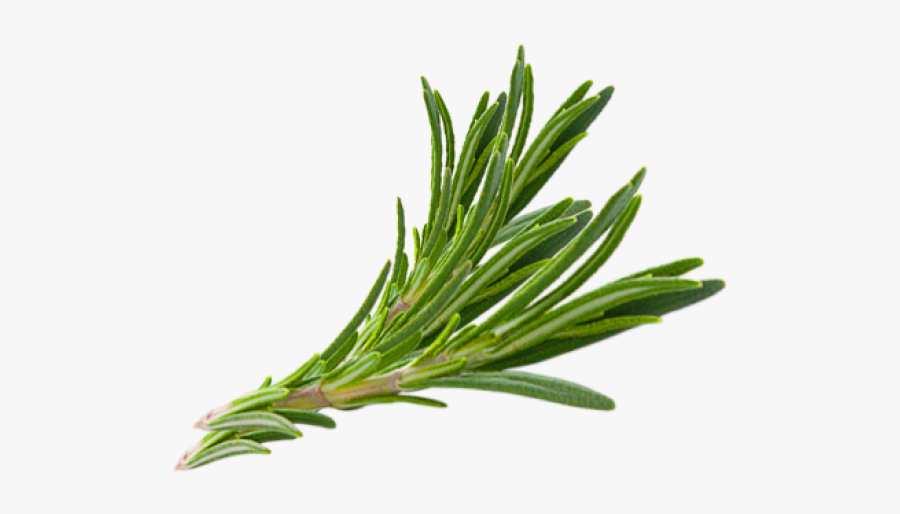 Hair Herb Thymes Rosemary Herbs Download Free Image - Rosemary Png is a fre...