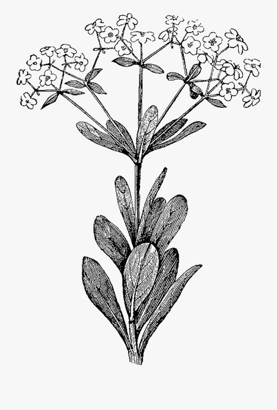 Clip Art Drawings Of Herbs - Botanical Illustrations Black And White, Transparent Clipart