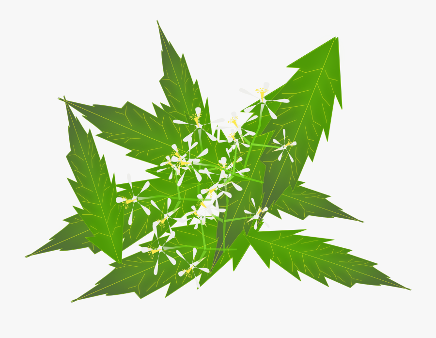 Rubber Tree Clipart - Neem Leaves Vector Png, Transparent Clipart