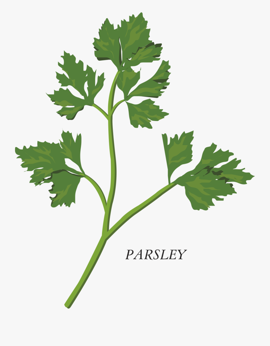 Transparent Parsley Png - La Matanza De Perejil, Transparent Clipart