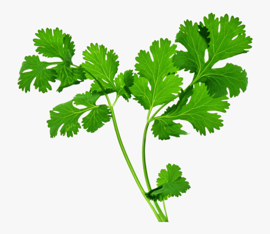 Herb-transparent - Coriander Png, Transparent Clipart