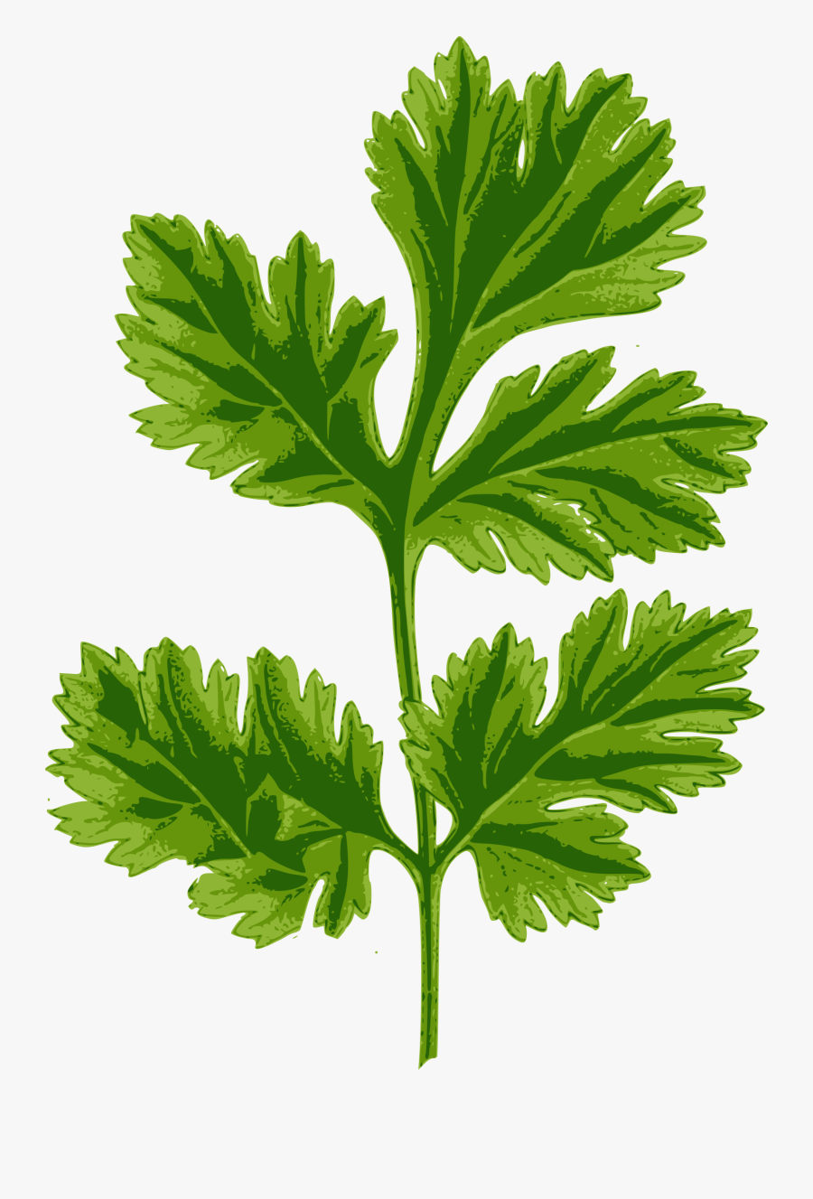 Planting Clipart Herb - Coriander Clipart, Transparent Clipart