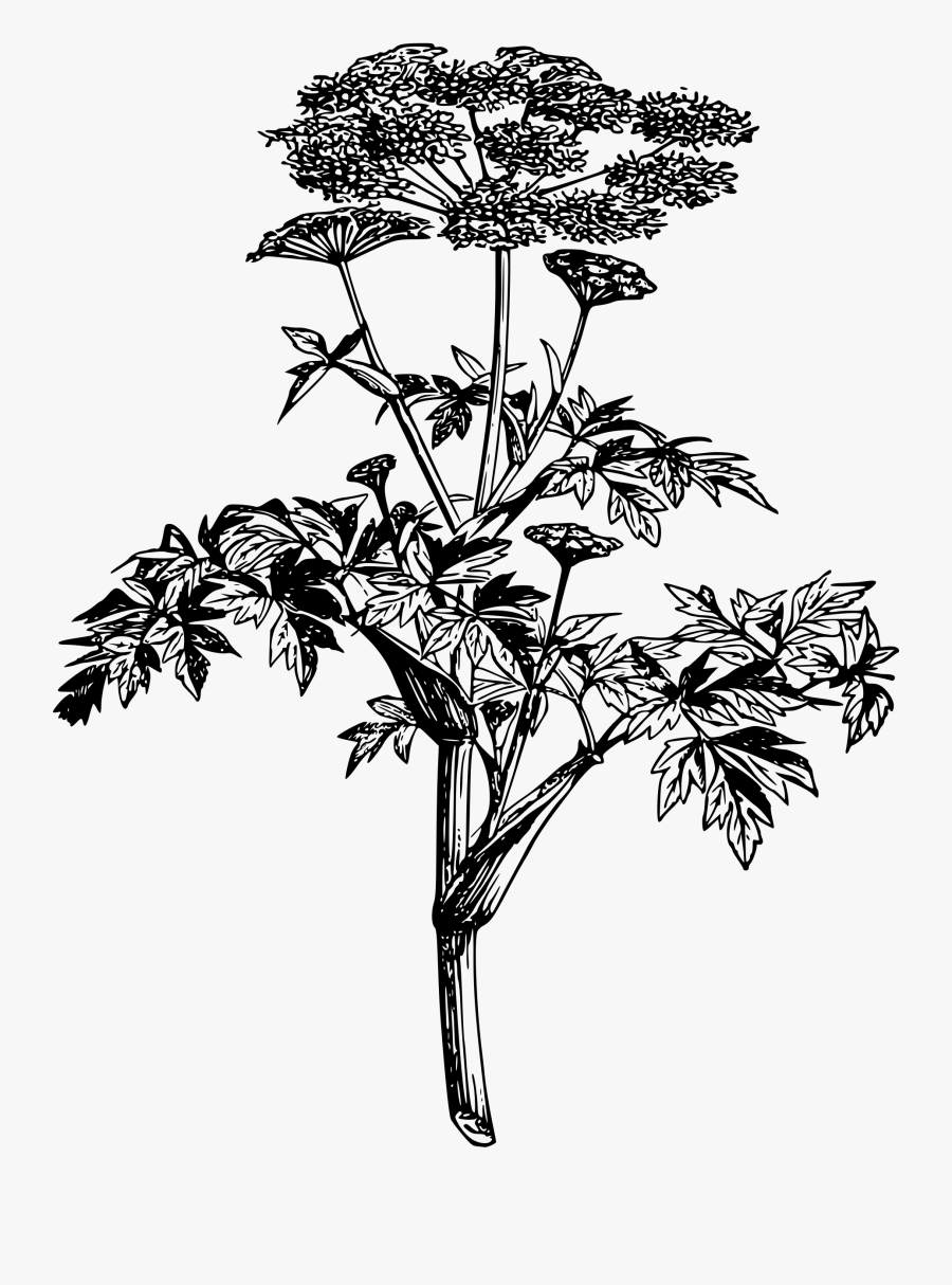 Clipart Transparent Pin By Courtney Mccabe - Angelica Flower Drawing, Transparent Clipart