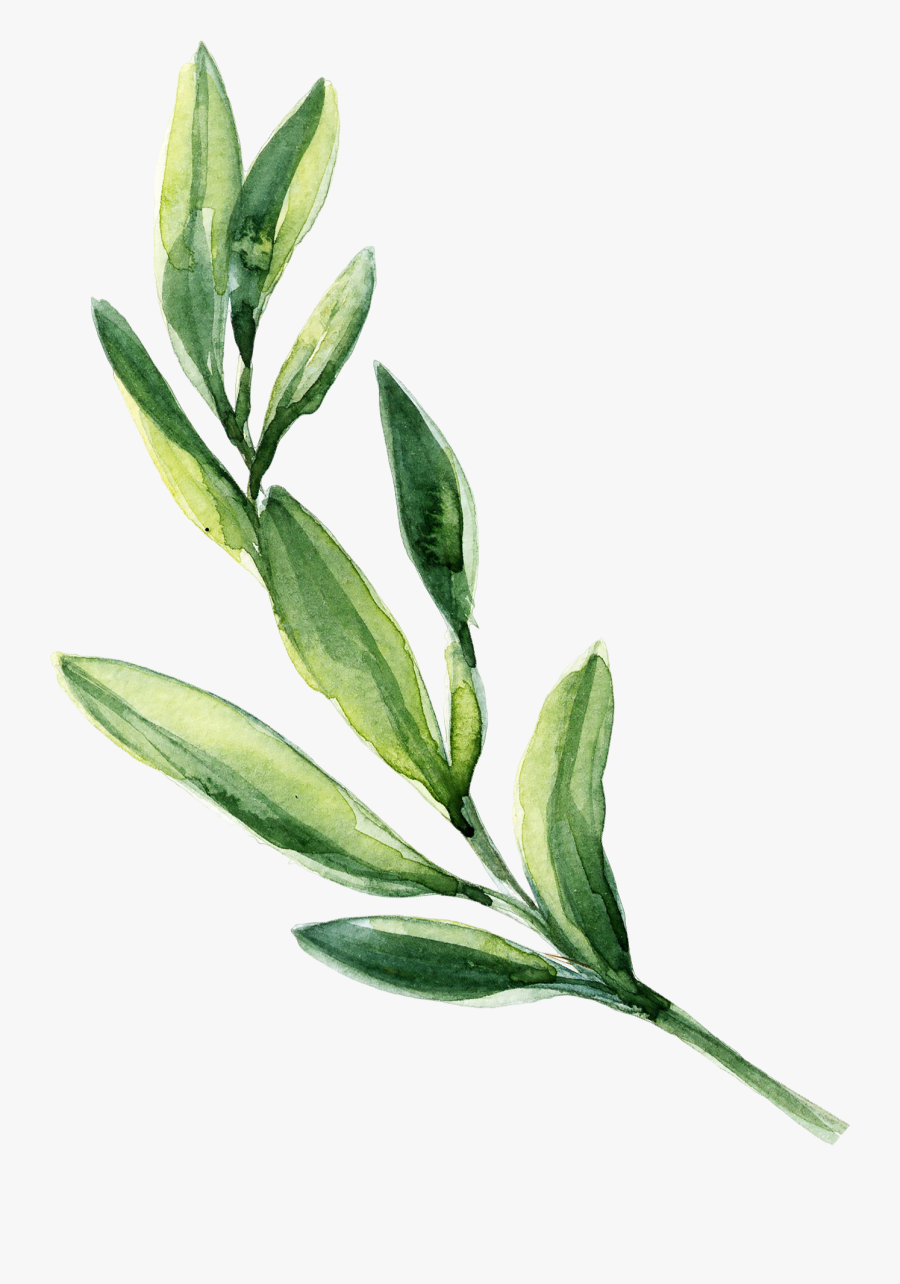 Watercolor Clipart Greenery - Leaves Png , Free Transparent Clipart