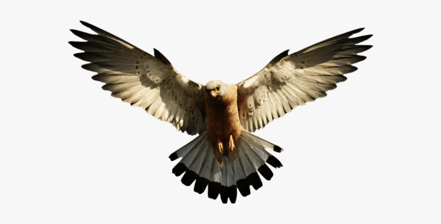 Eagle - Logo Eagle Photo Png, Transparent Clipart
