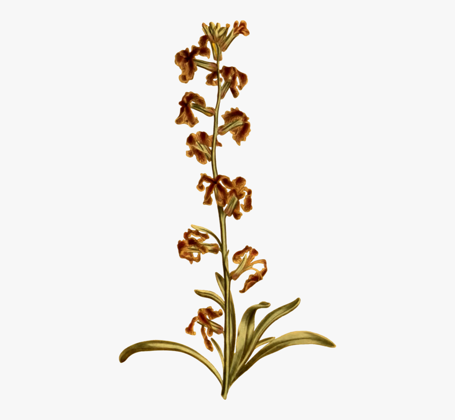 Plant,flora,herb - Broomrape, Transparent Clipart