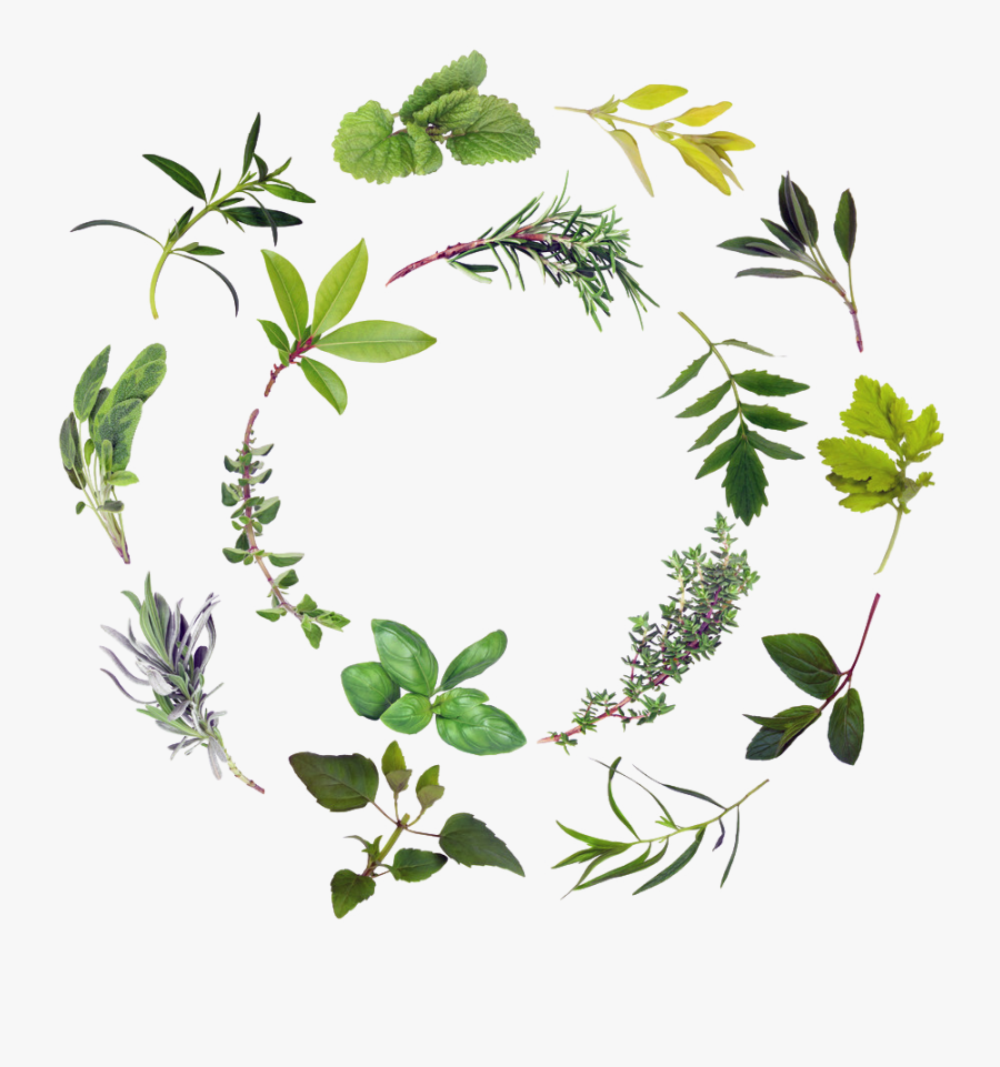 Clip Art Transprent Png Free Download - Herbs Png, Transparent Clipart