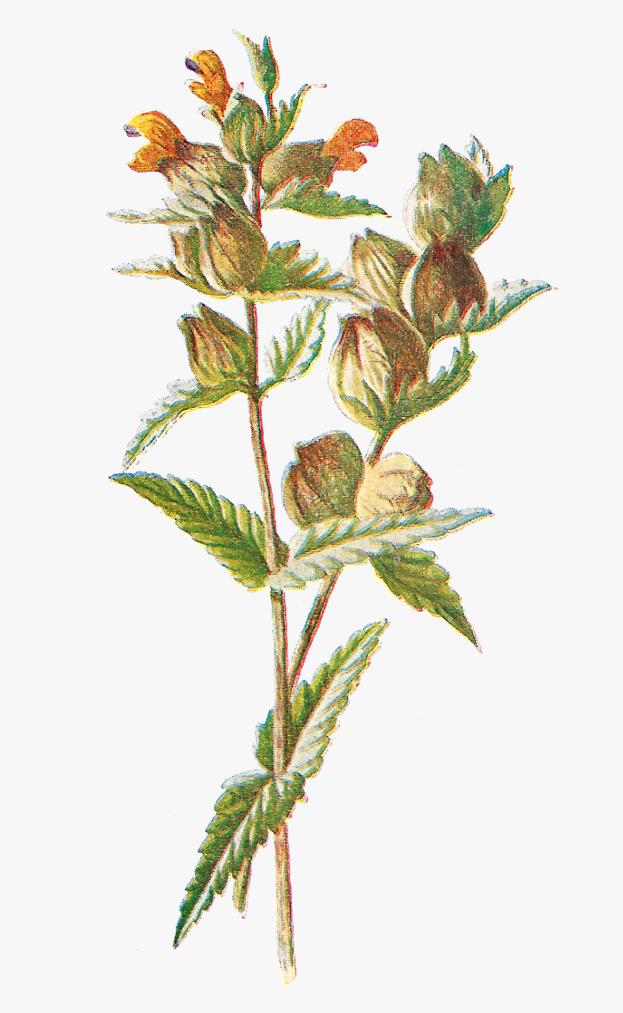 Wild Flower With No Background, Transparent Clipart