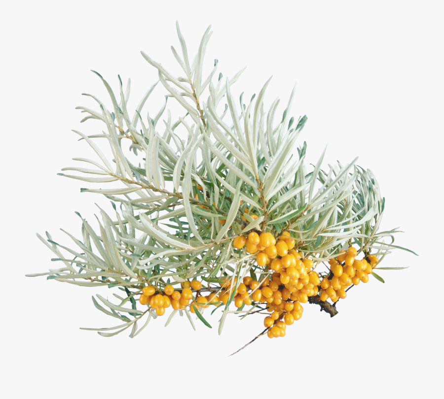 Sea Buckthorn Png, Transparent Clipart