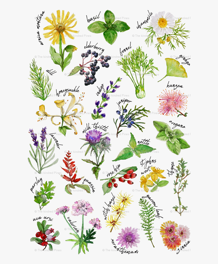 Clip Art And Alphabet Small Fabric - Herbs Alphabet, Transparent Clipart