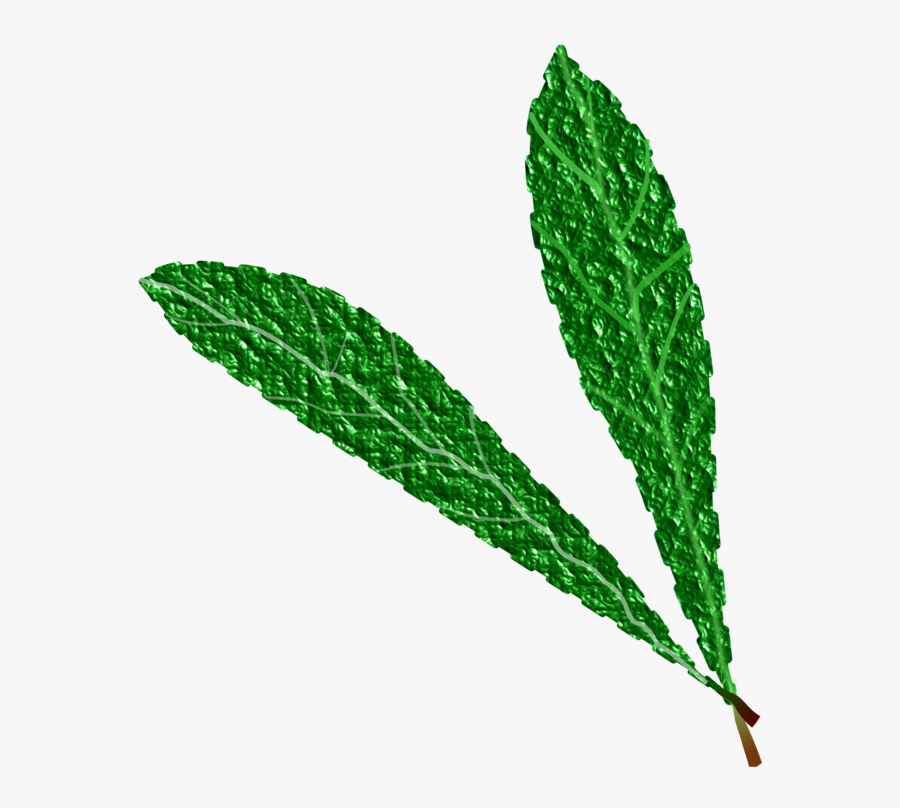 Herb,plant,grass - Gambar Daun Hijau Background Putih, Transparent Clipart