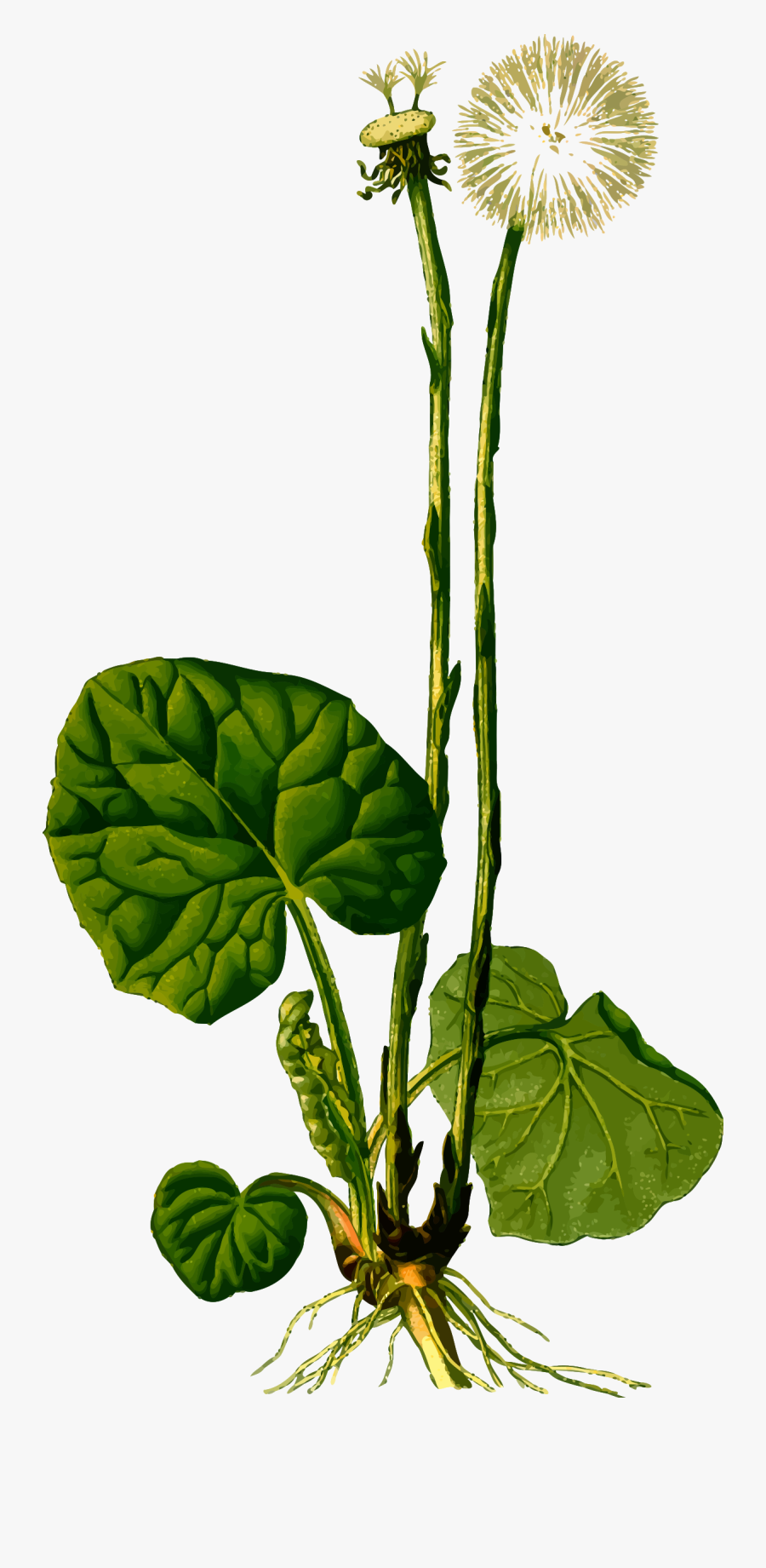 Plants Clipart Herb - Asteraceae Tussilago Farfara, Transparent Clipart
