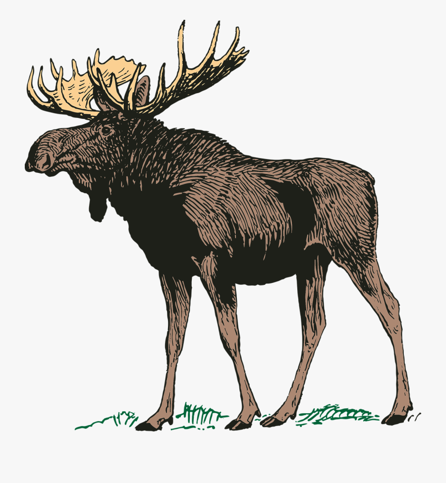 Canada Main Free Vector - Moose Funny, Transparent Clipart