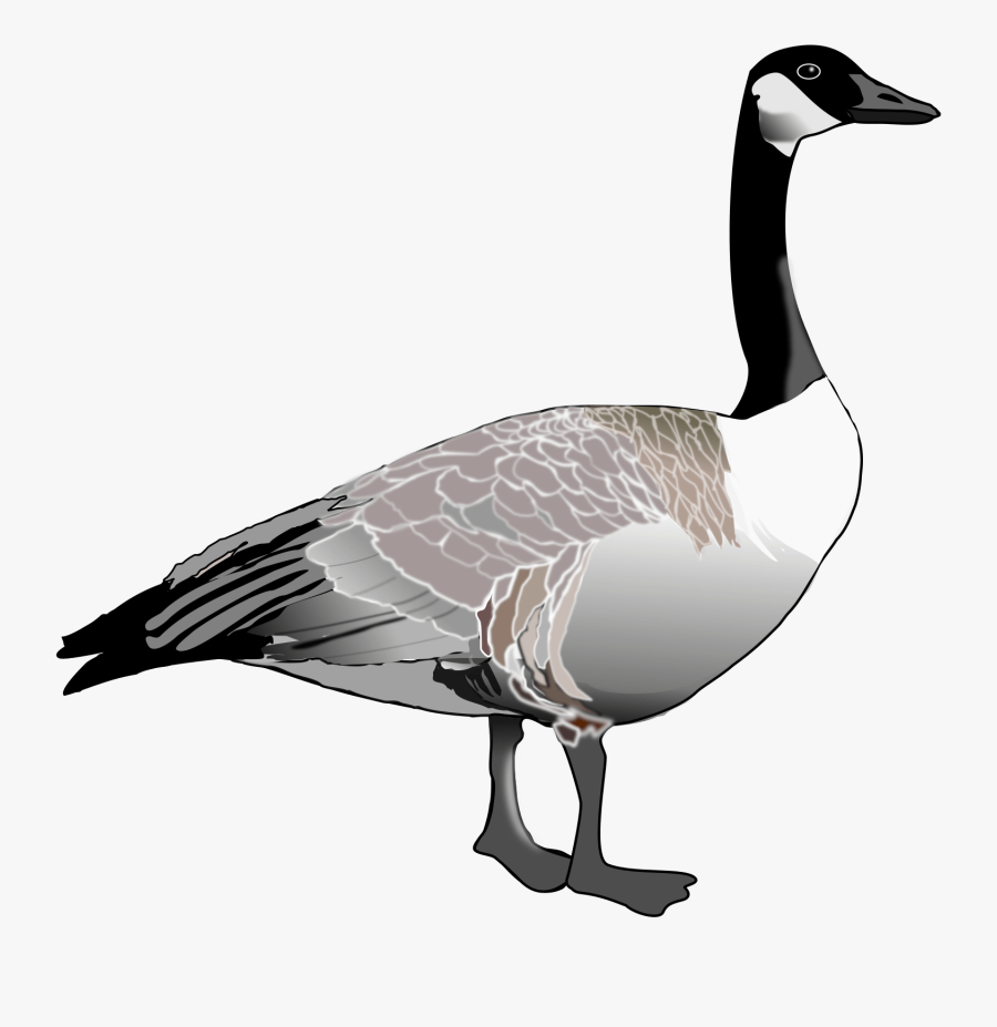 Clip Art Canada Duck Bird Domestic - Canadian Geese Clip Art, Transparent Clipart
