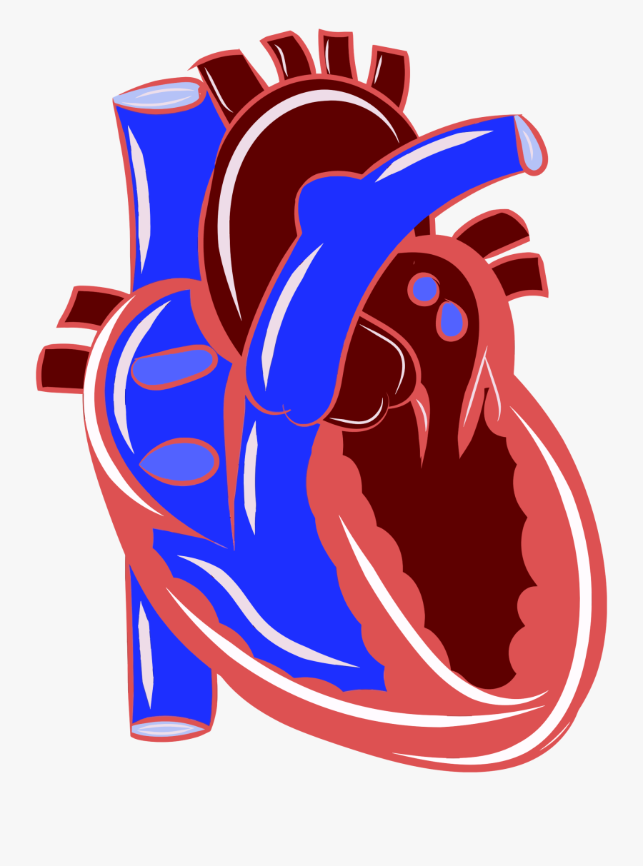 Anatomy Of The Heart Clipart - Cardiovascular Clipart, Transparent Clipart