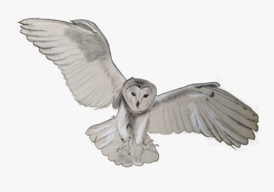 Barn Owl Clipart Real Owl - Snowy Owl Transparent Png, Transparent Clipart
