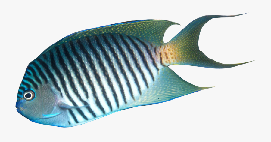 Tropical Fish Clipart Realistic - Realistic Tropical Fish Clipart, Transparent Clipart