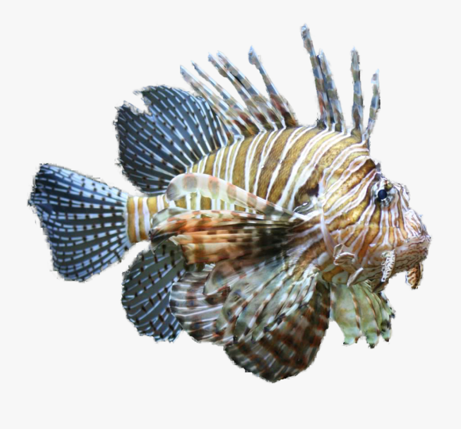Lionfish Clipart Tropical Fish Clipart - Lionfish, Transparent Clipart