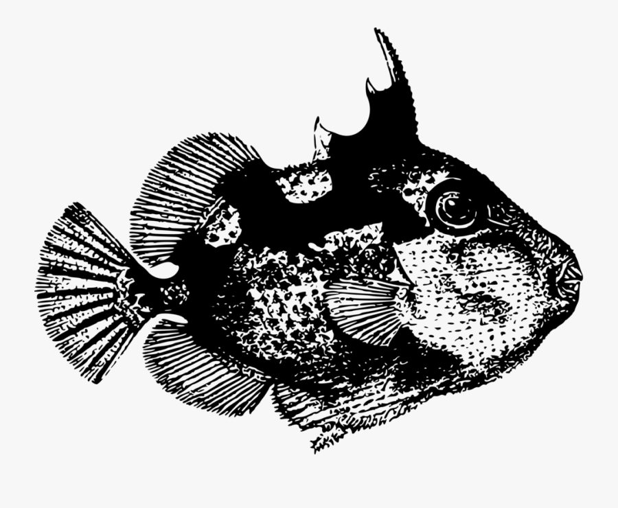 Transparent Baked Fish Clipart - Starry Triggerfish, Transparent Clipart