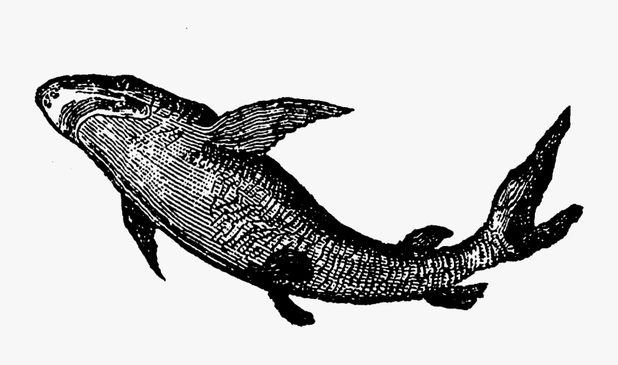 Digital Stamp Design Stock - Clipart Of Shark Antique, Transparent Clipart