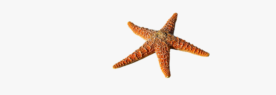 Sea Life Png - Sea, Transparent Clipart