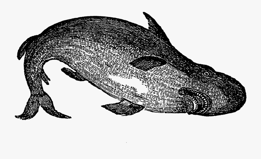 Fish Shark Image Sea Life Transfer Illustration Digital - Illustration, Transparent Clipart