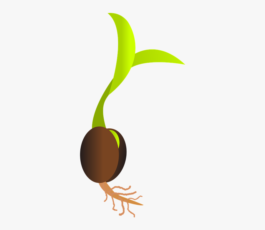 Seed Library Services Grimsby - Germinating Seed, Transparent Clipart