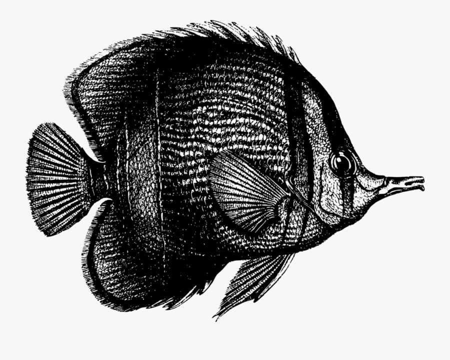 Clip Art Tropical Fish Coral Reef - Fish And Coral Black And White, Transparent Clipart