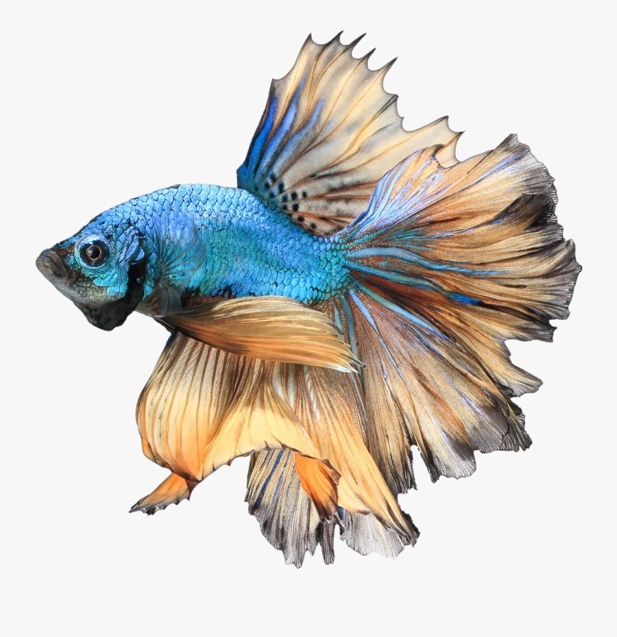 Betta Realistic Fish Clipart - Paradise Male Betta Fish, Transparent Clipart