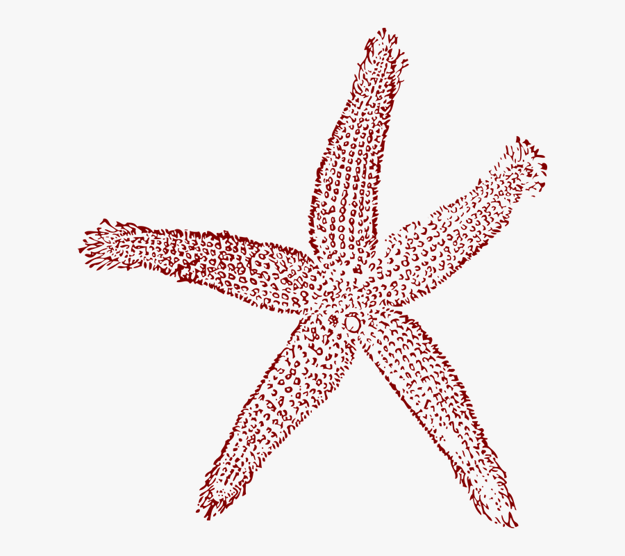 Star Fish, Sea Life, Red, Underwater, Aquarium - Coral Starfish Clipart, Transparent Clipart
