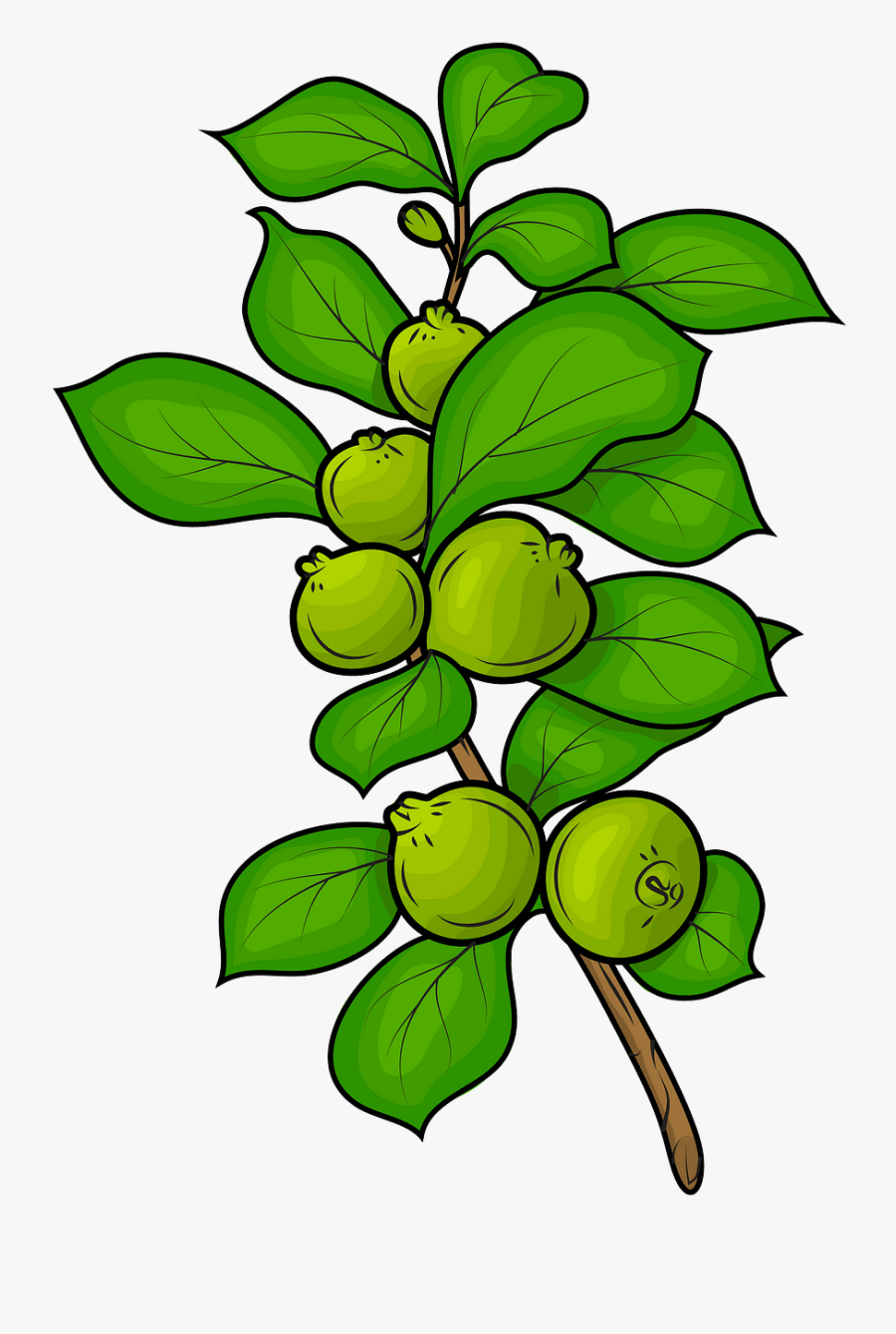 Clip Art, Transparent Clipart