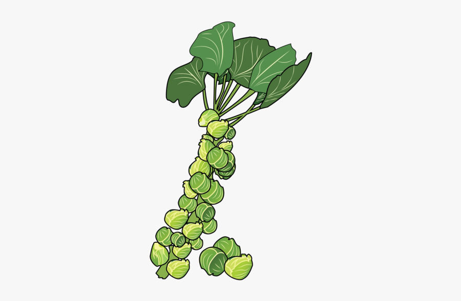 Brussels Sprouts Lifespace Gardens - Brussels Sprouts Clipart, Transparent Clipart