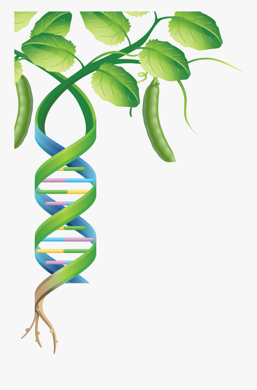 Genoma De Una Planta, Transparent Clipart