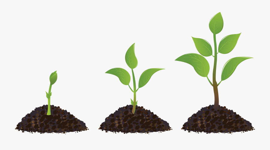 Seedling Sprouting Drawing Plant - Seedling Vector, Transparent Clipart