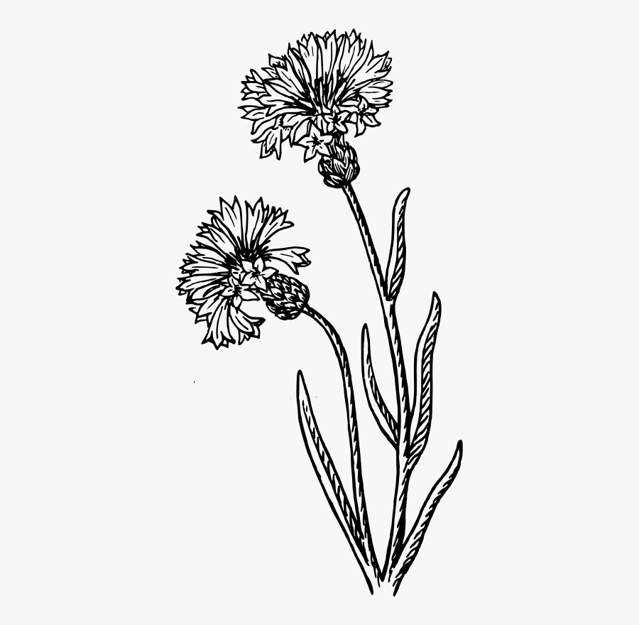Cornflower Black And White, Transparent Clipart