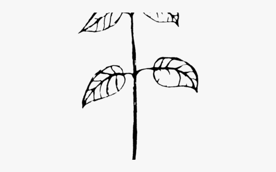 Parts Of A Plant Drawing, Transparent Clipart