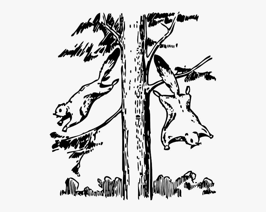 Animals, Outline, Tree, Cartoon, Flying, Squirrel - Flying Squirrel Habitat Drawing, Transparent Clipart