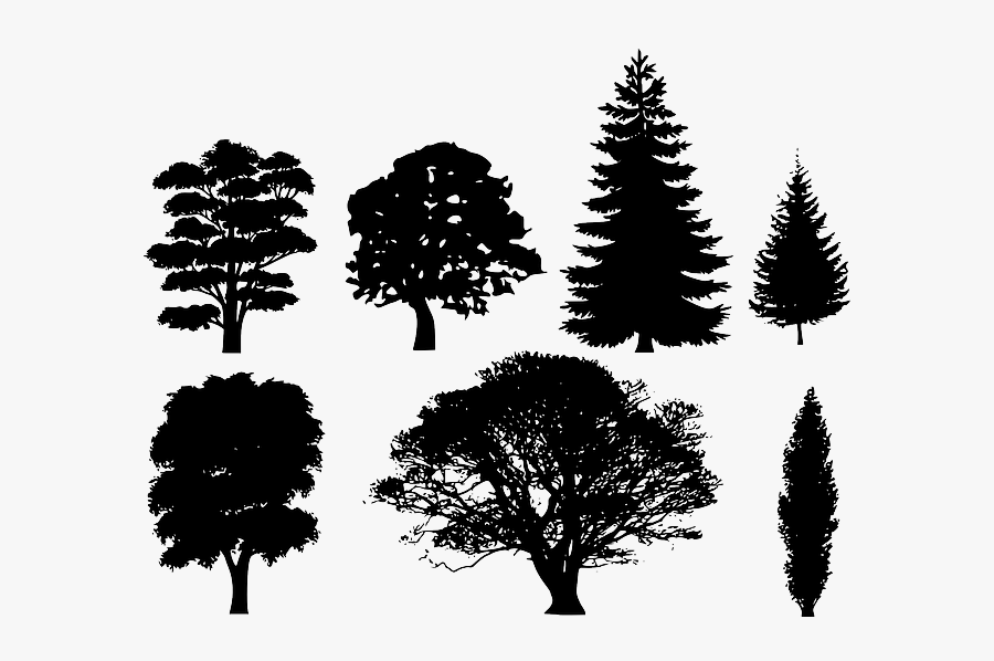 Black, Trees, Deciduous, Needles, Shape, Treetop, Crown - Free Vector Tree Silhouette, Transparent Clipart
